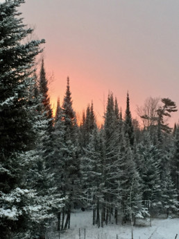 Morning sunrise in the forest image